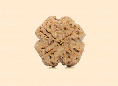 4 Mukhi (Medium) Rudraksha