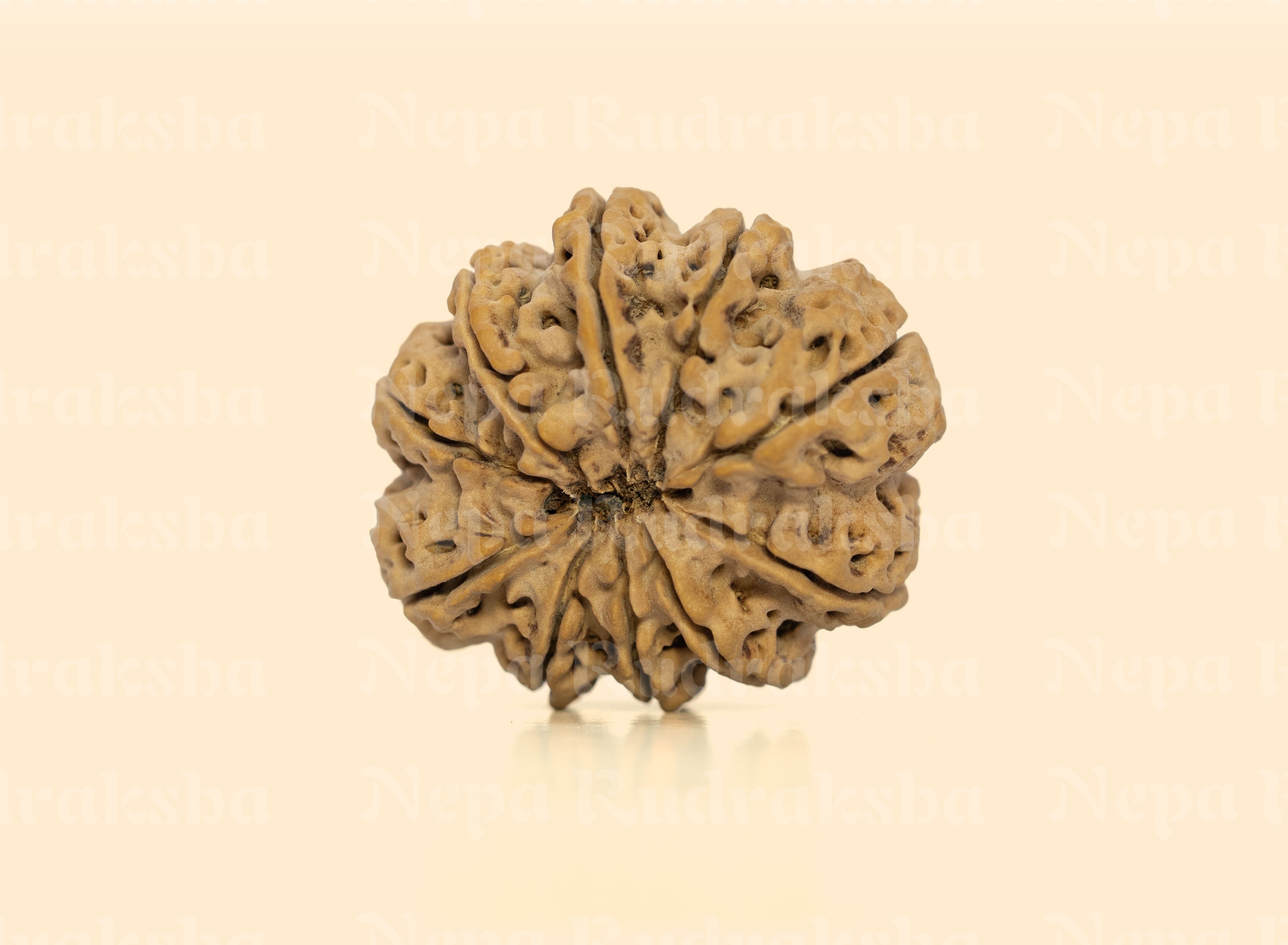 10 Mukhi (Super Collector) Rudraksha