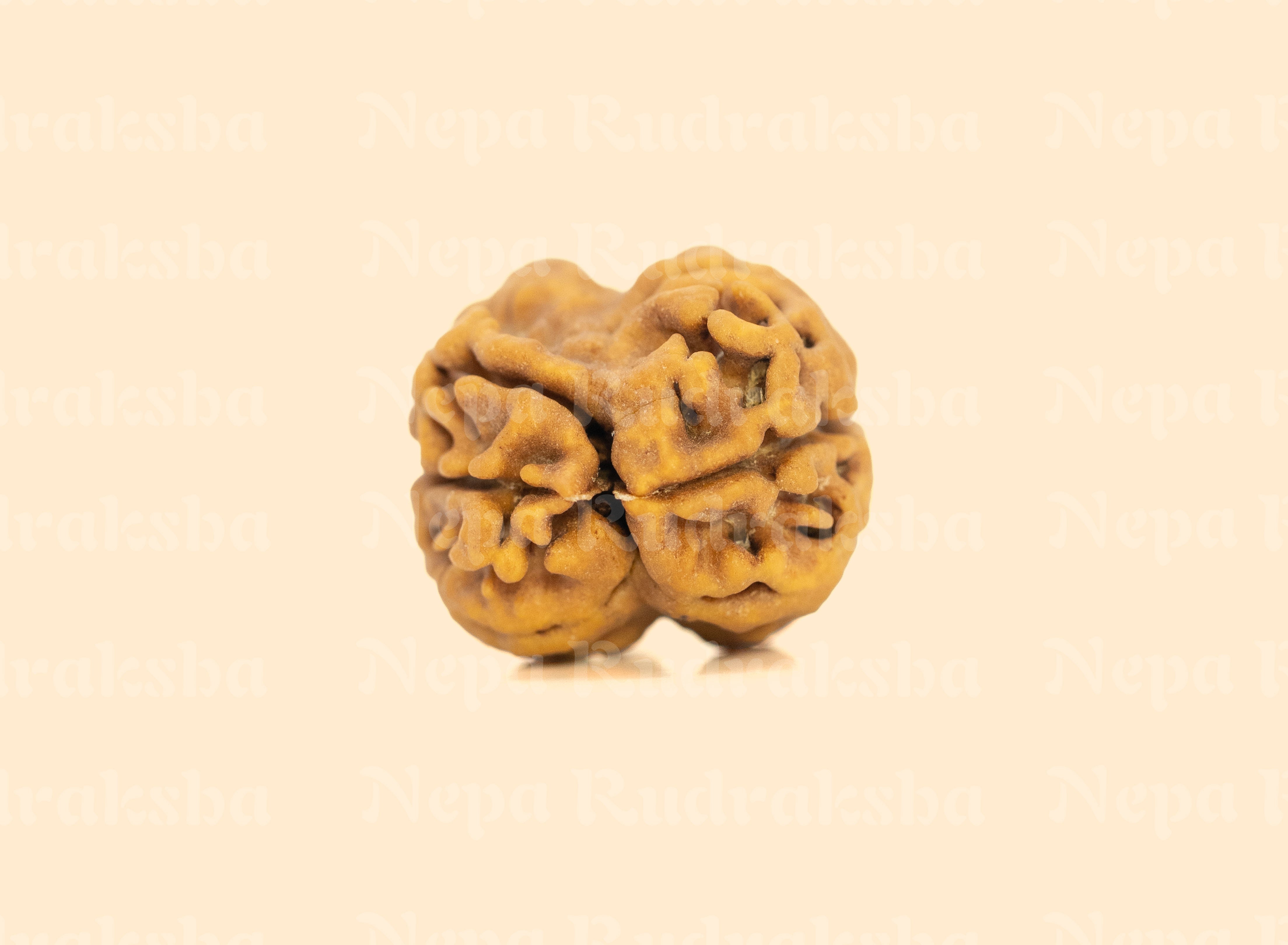 2 Mukhi (Super Collector) Rudraksha