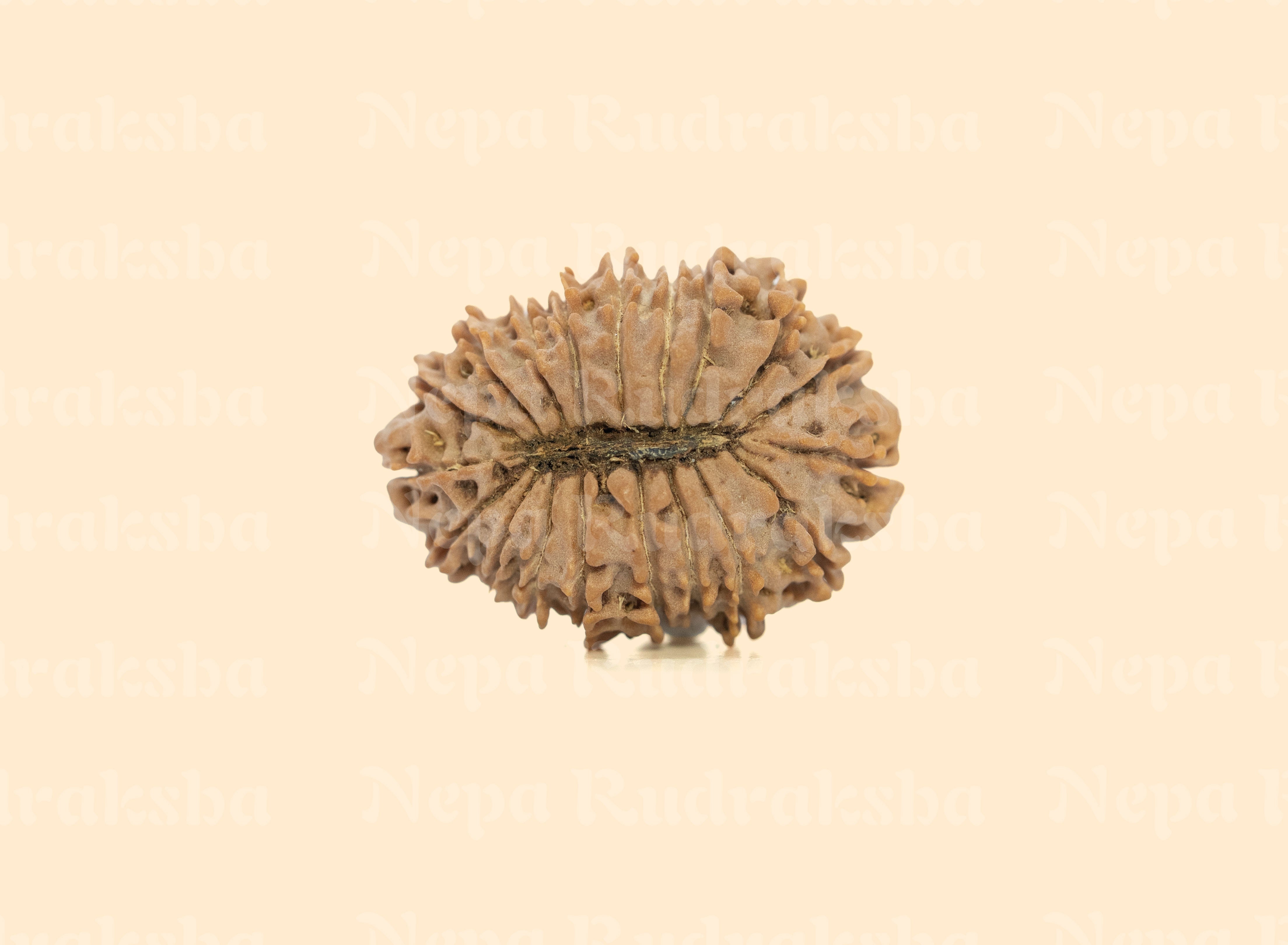19 Mukhi (Medium) Rudraksha