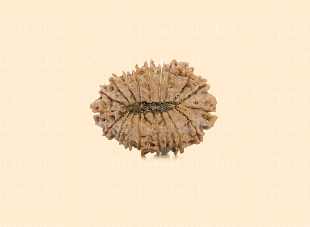 19 Mukhi (Medium) Rudraksha