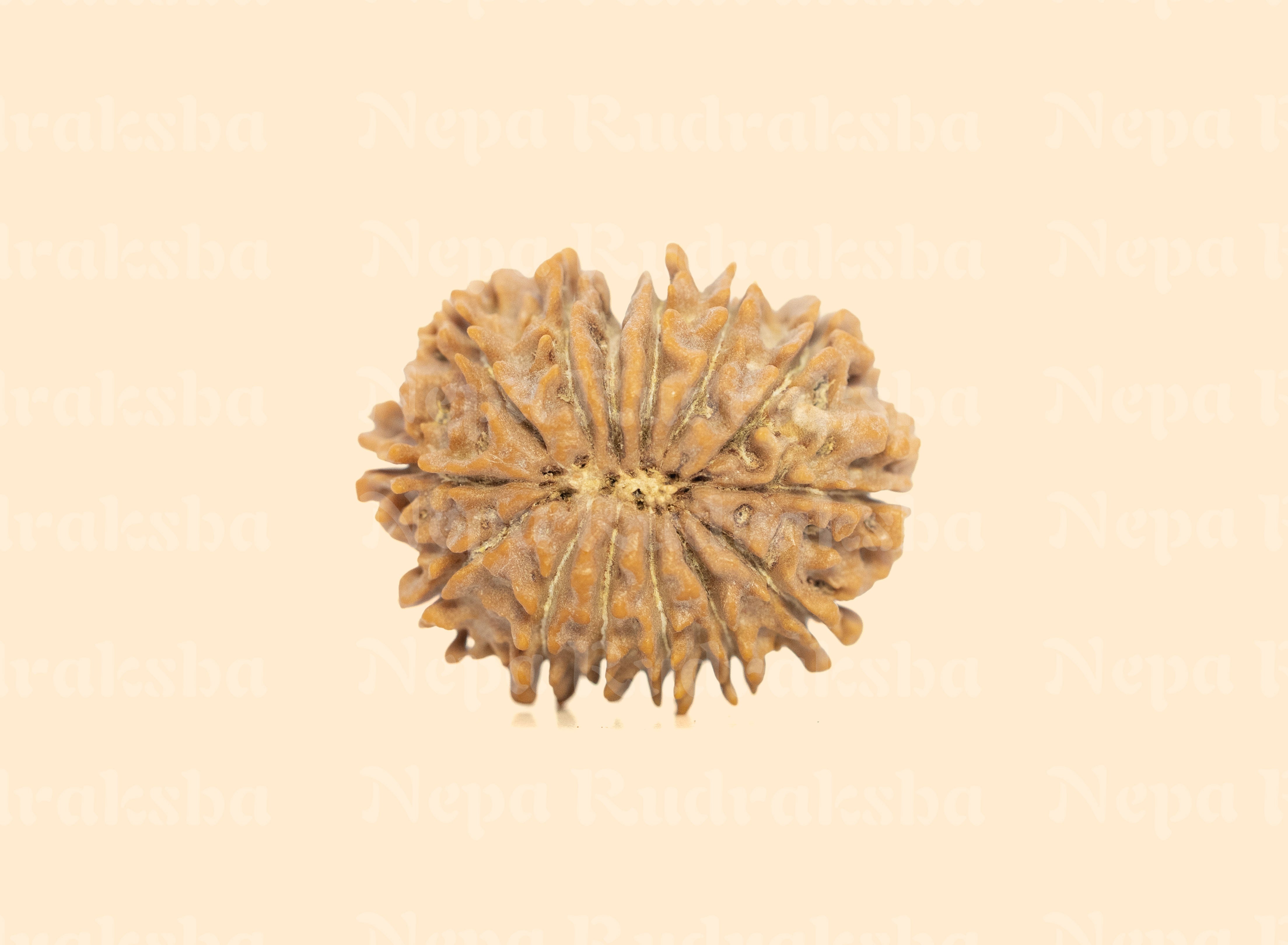 14 Mukhi (Medium) Rudraksha