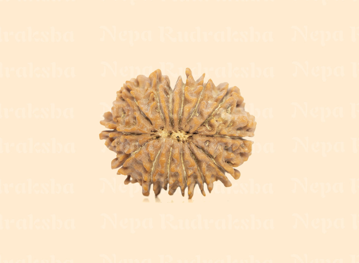 14 Mukhi Rudraksha