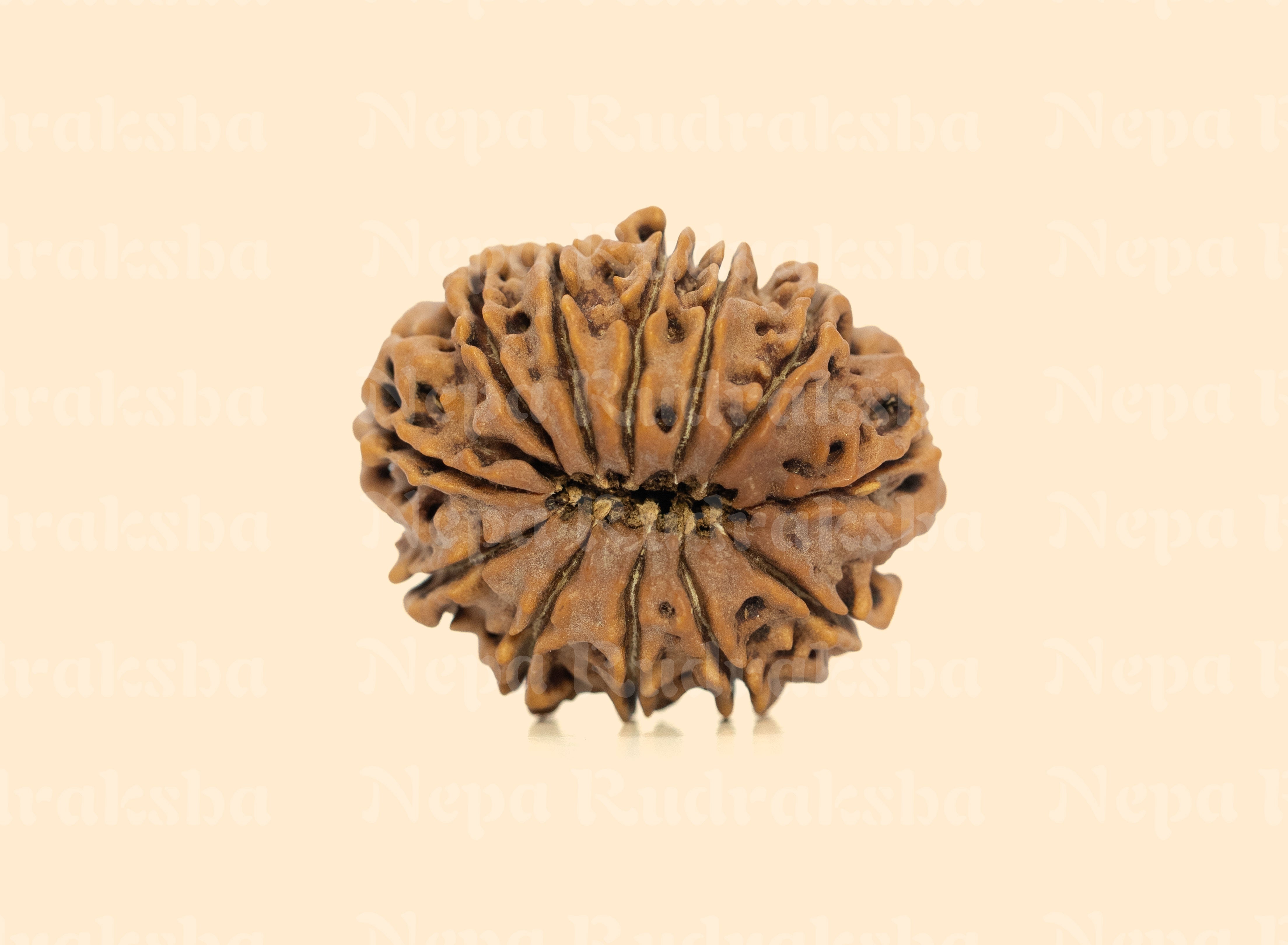 12 Mukhi (Medium) Rudraksha