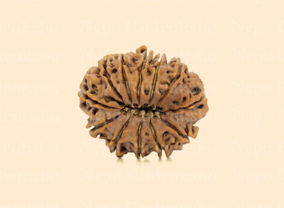 12 Mukhi Rudraksha