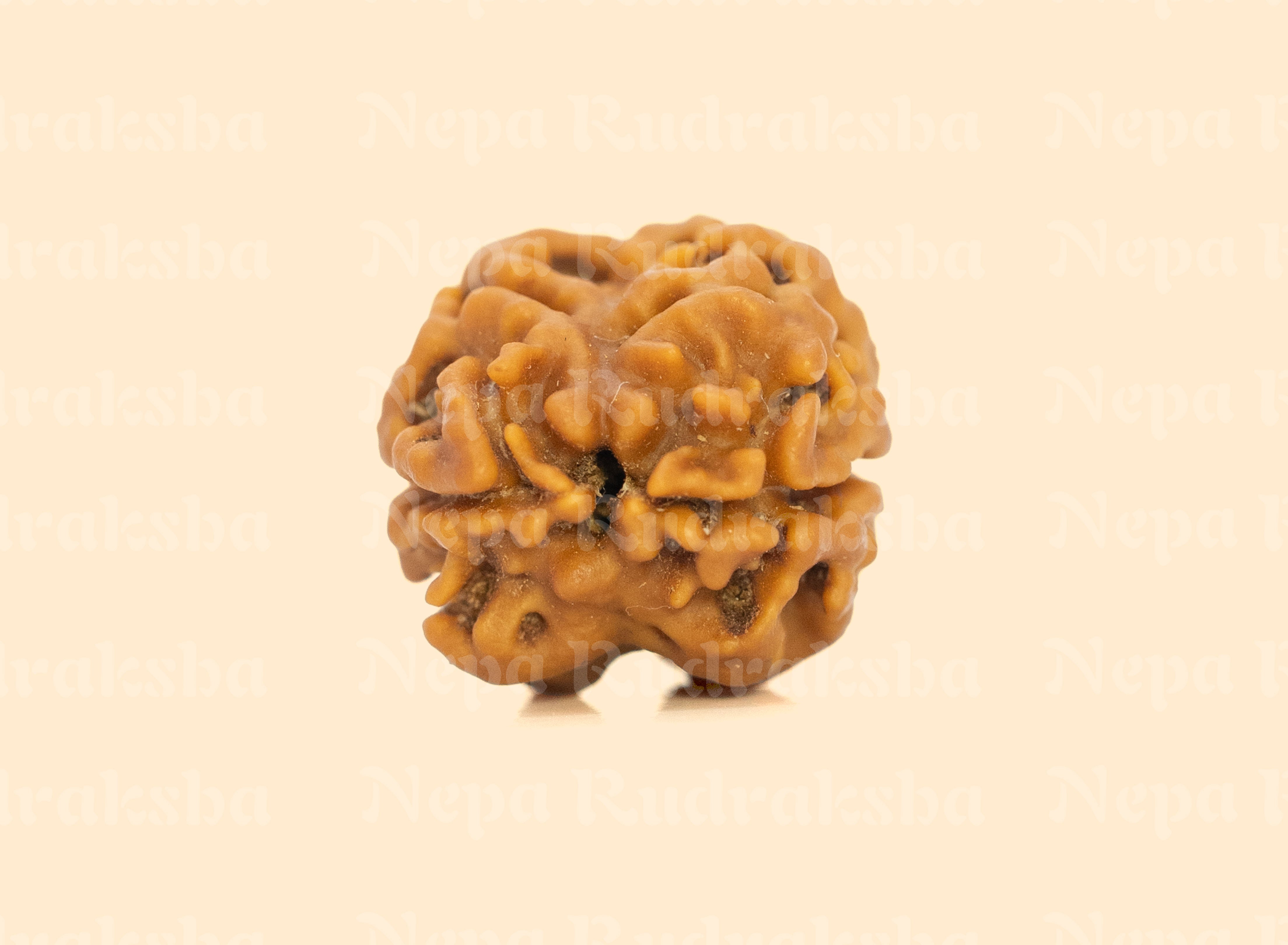 2 Mukhi (Medium) Rudraksha