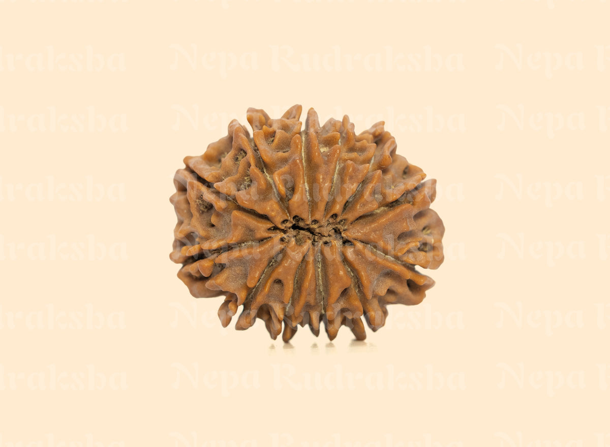 12 Mukhi (Collector) Rudraksha