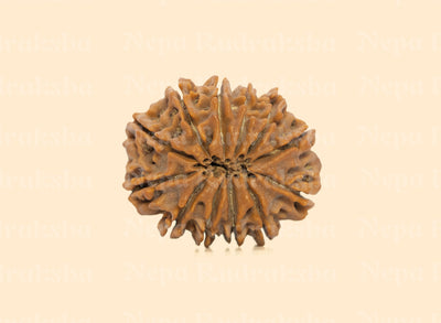 12 Mukhi (Collector) Rudraksha