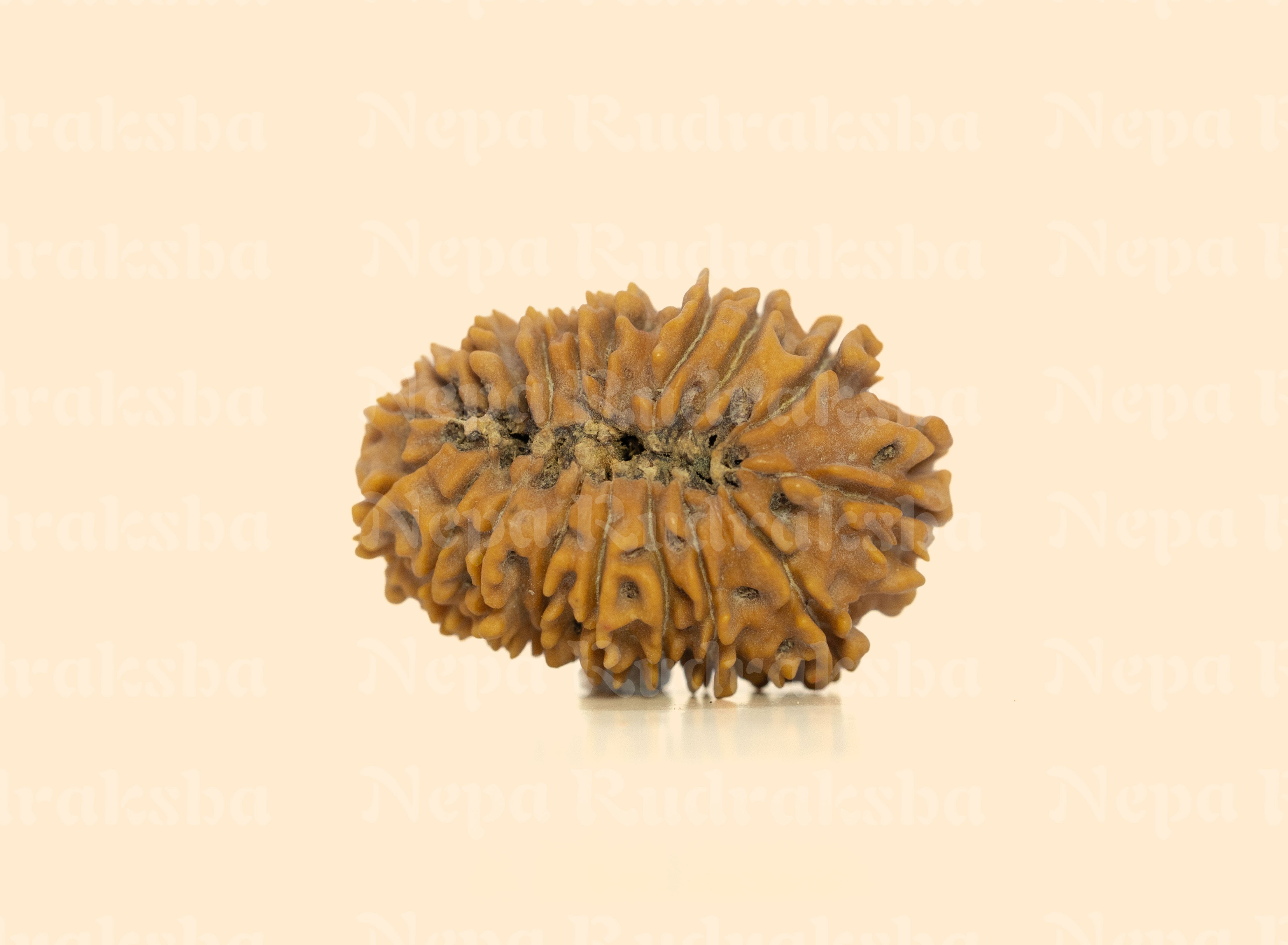 18 Mukhi Rudraksha