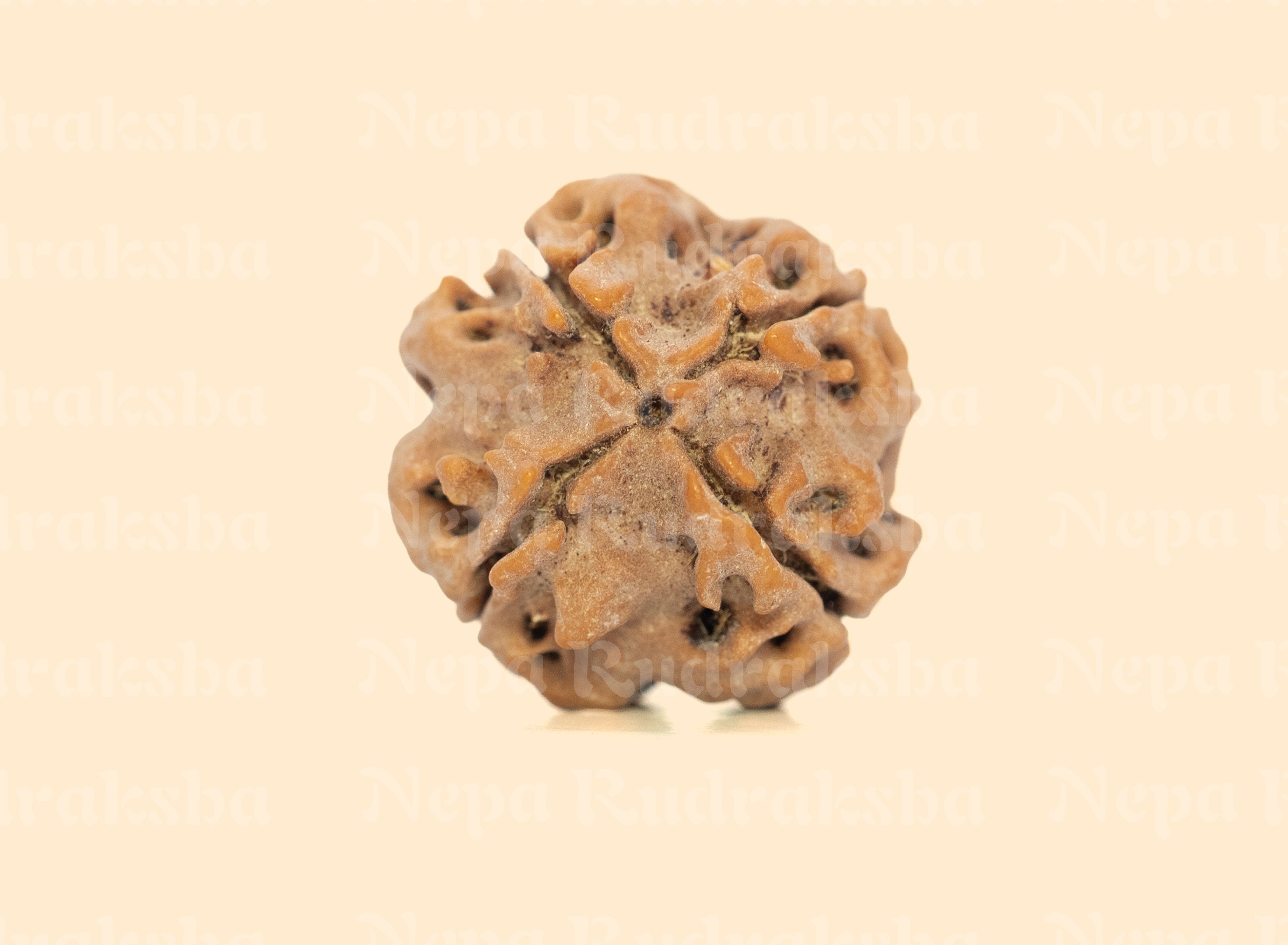 4 Mukhi (Regular) Rudraksha