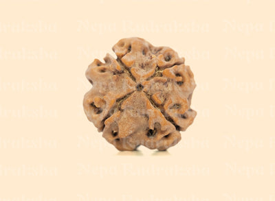 4 Mukhi (Regular) Rudraksha