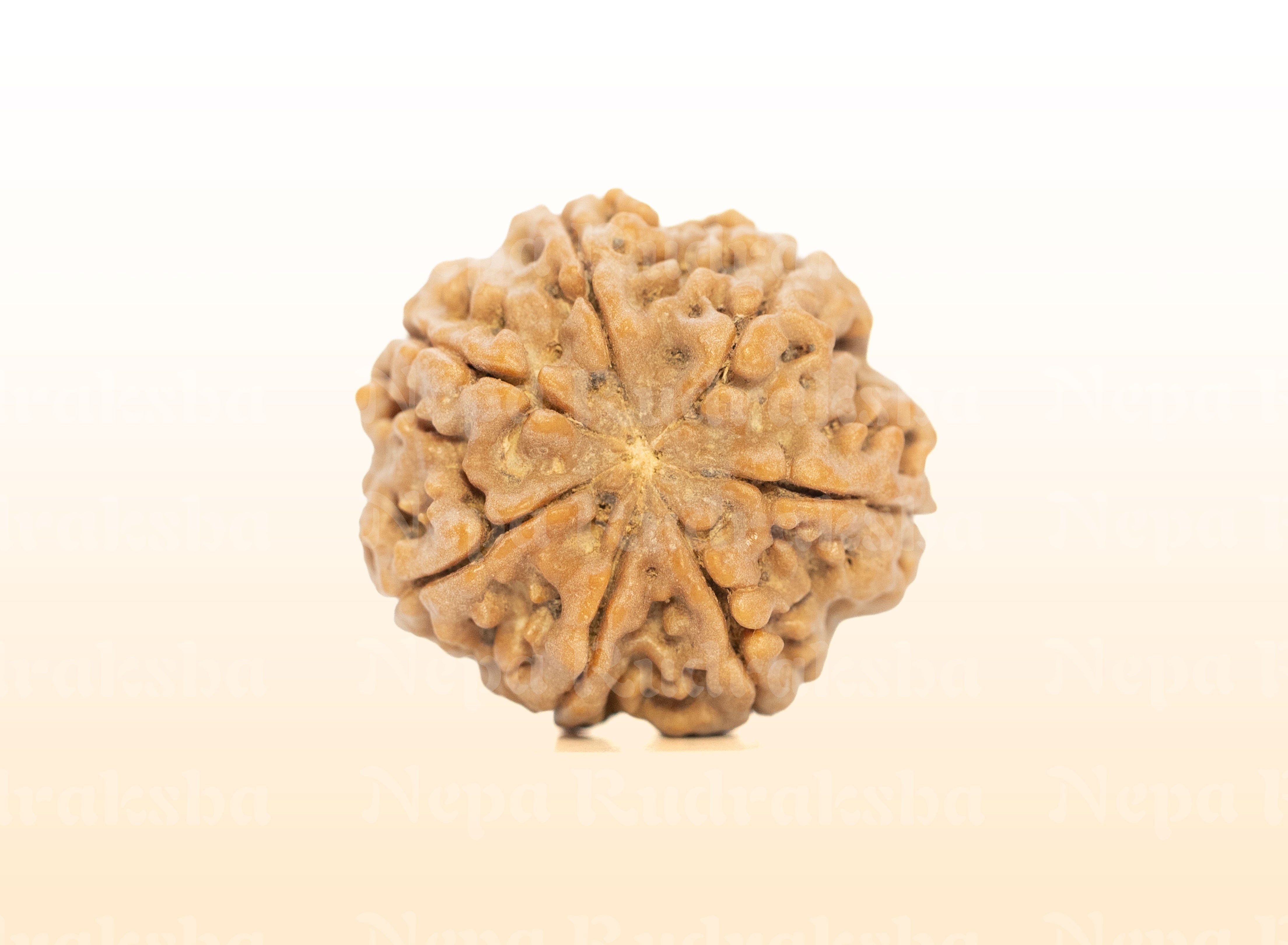 7 Mukhi (Medium) Rudraksha