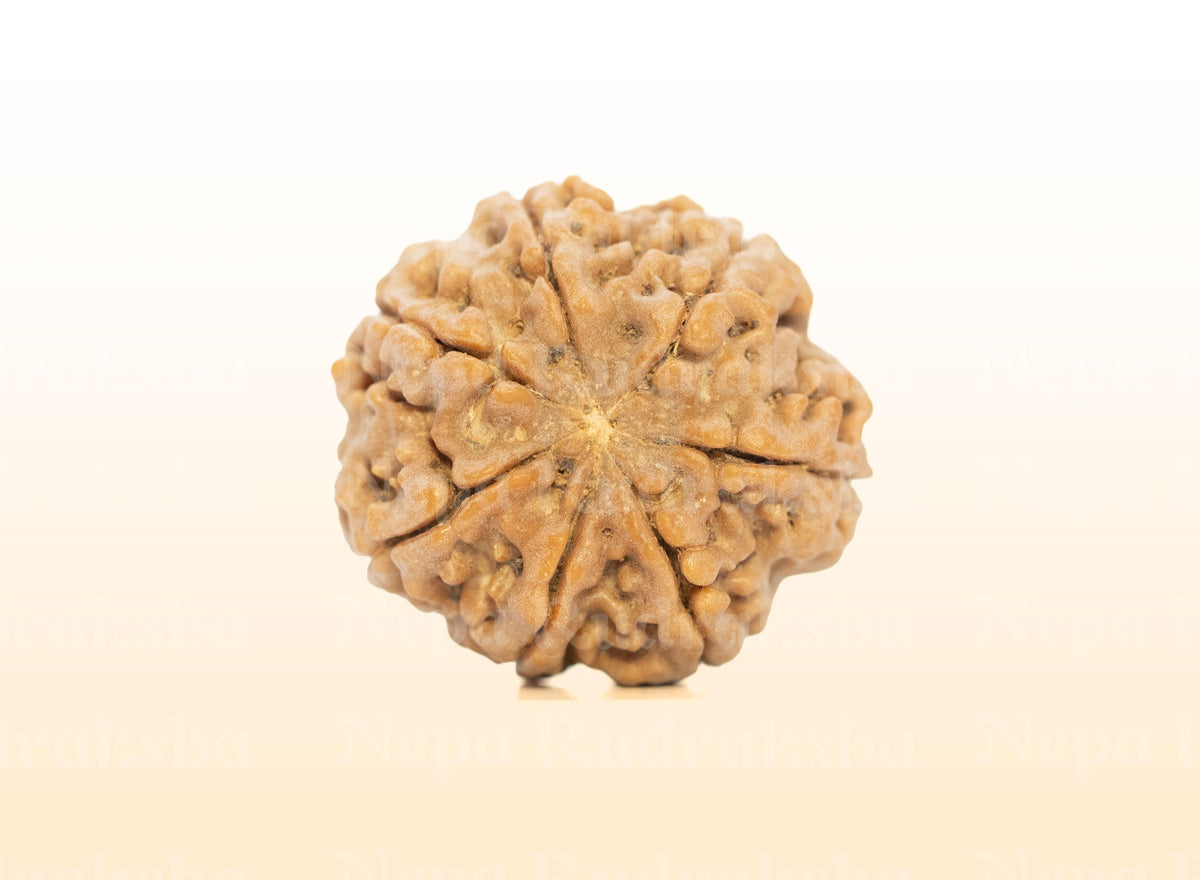 7 Mukhi (Medium) Rudraksha