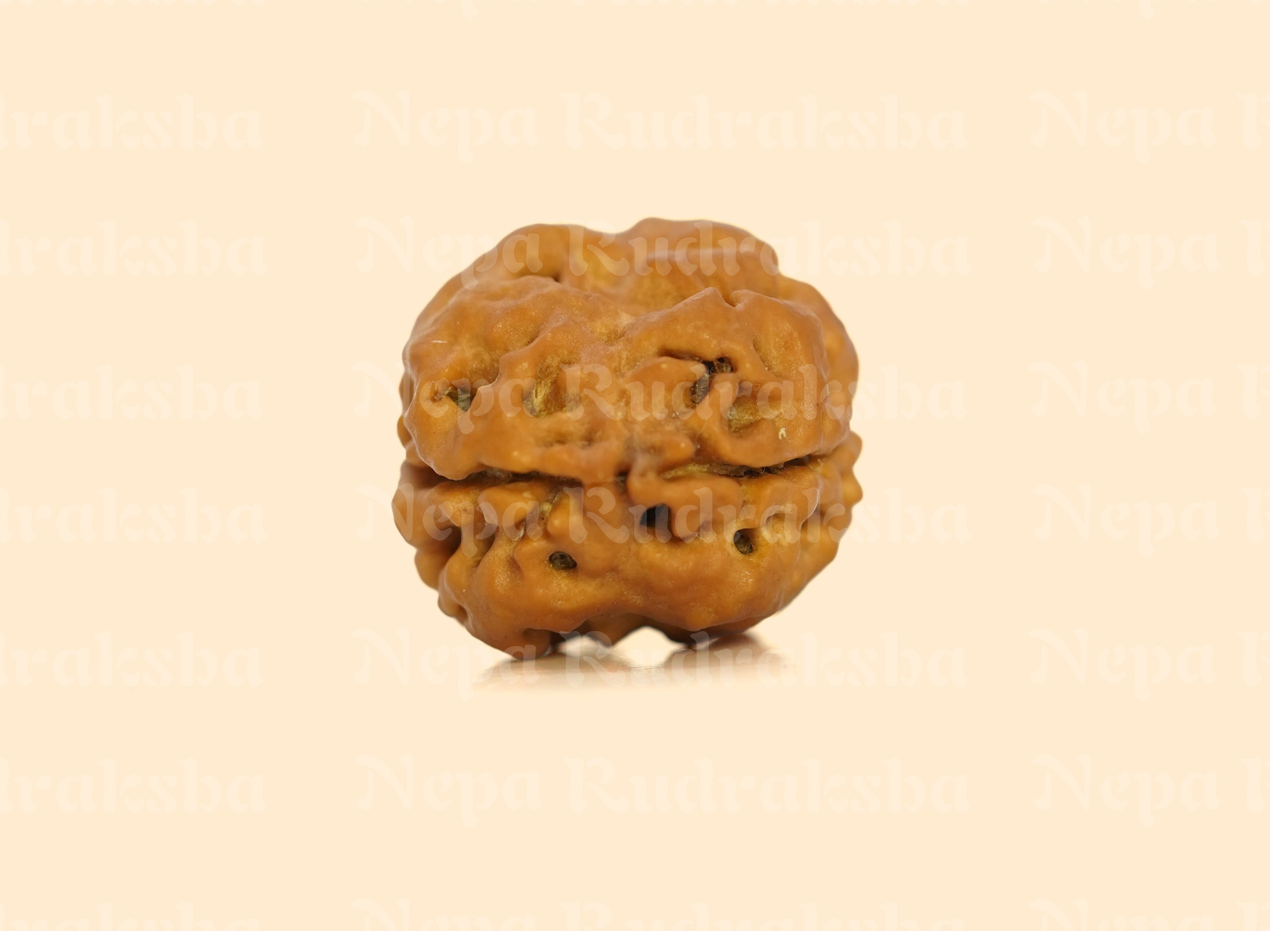 2 Mukhi (Collector) Rudraksha