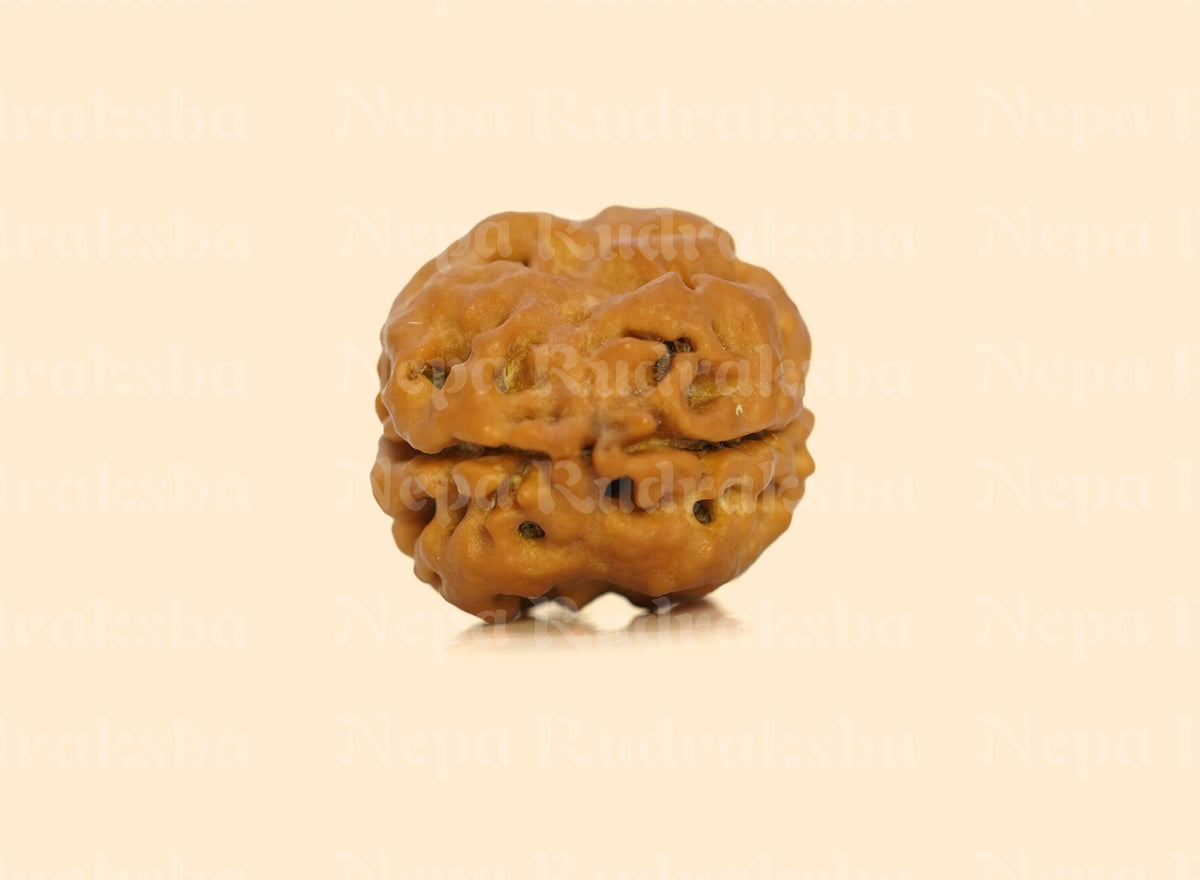 2 Mukhi (Collector) Rudraksha