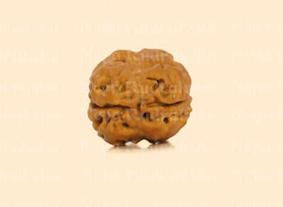 2 Mukhi (Collector) Rudraksha