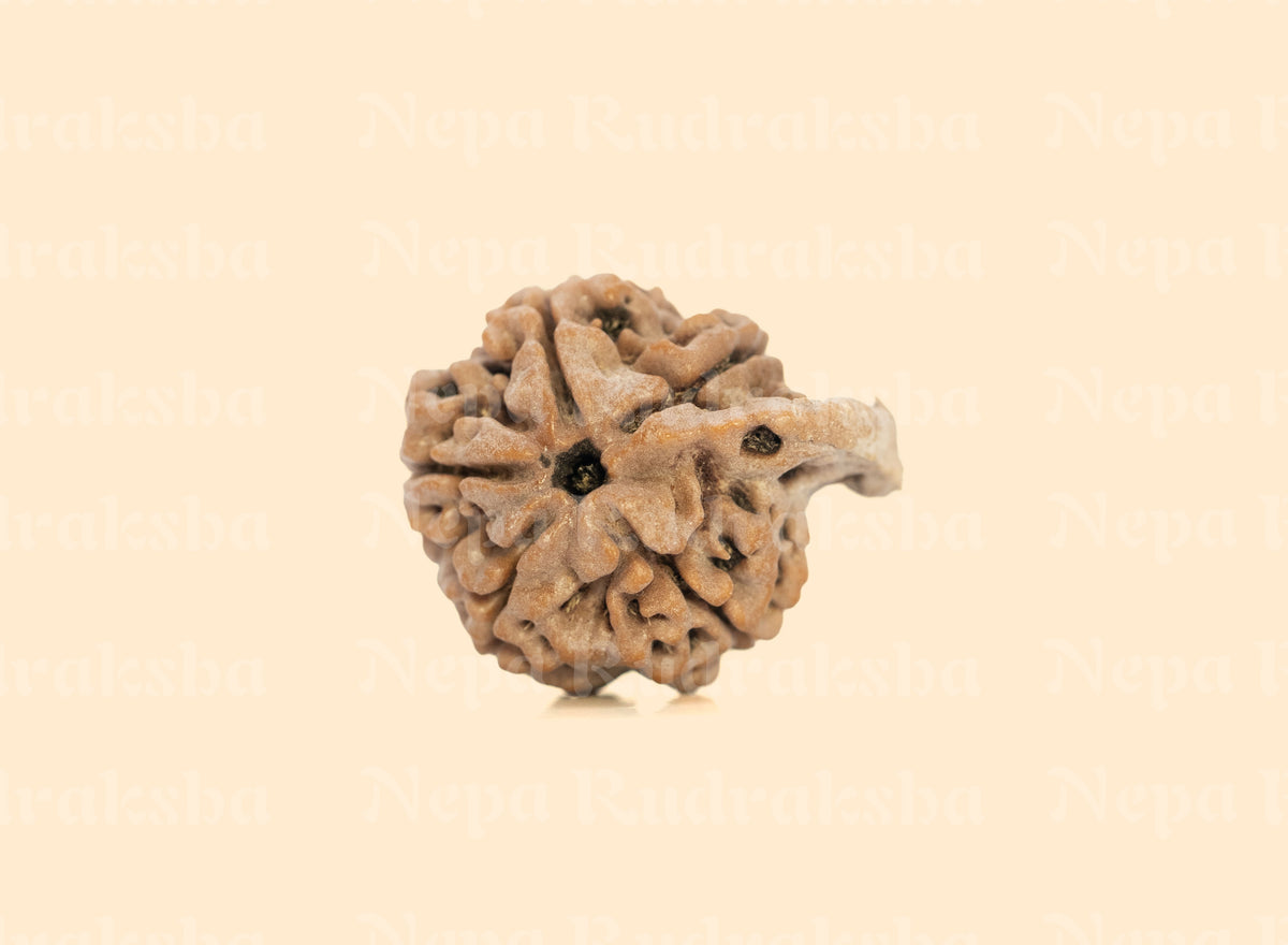 Ganesh Rudraksha