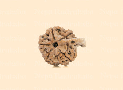 Ganesh Rudraksha