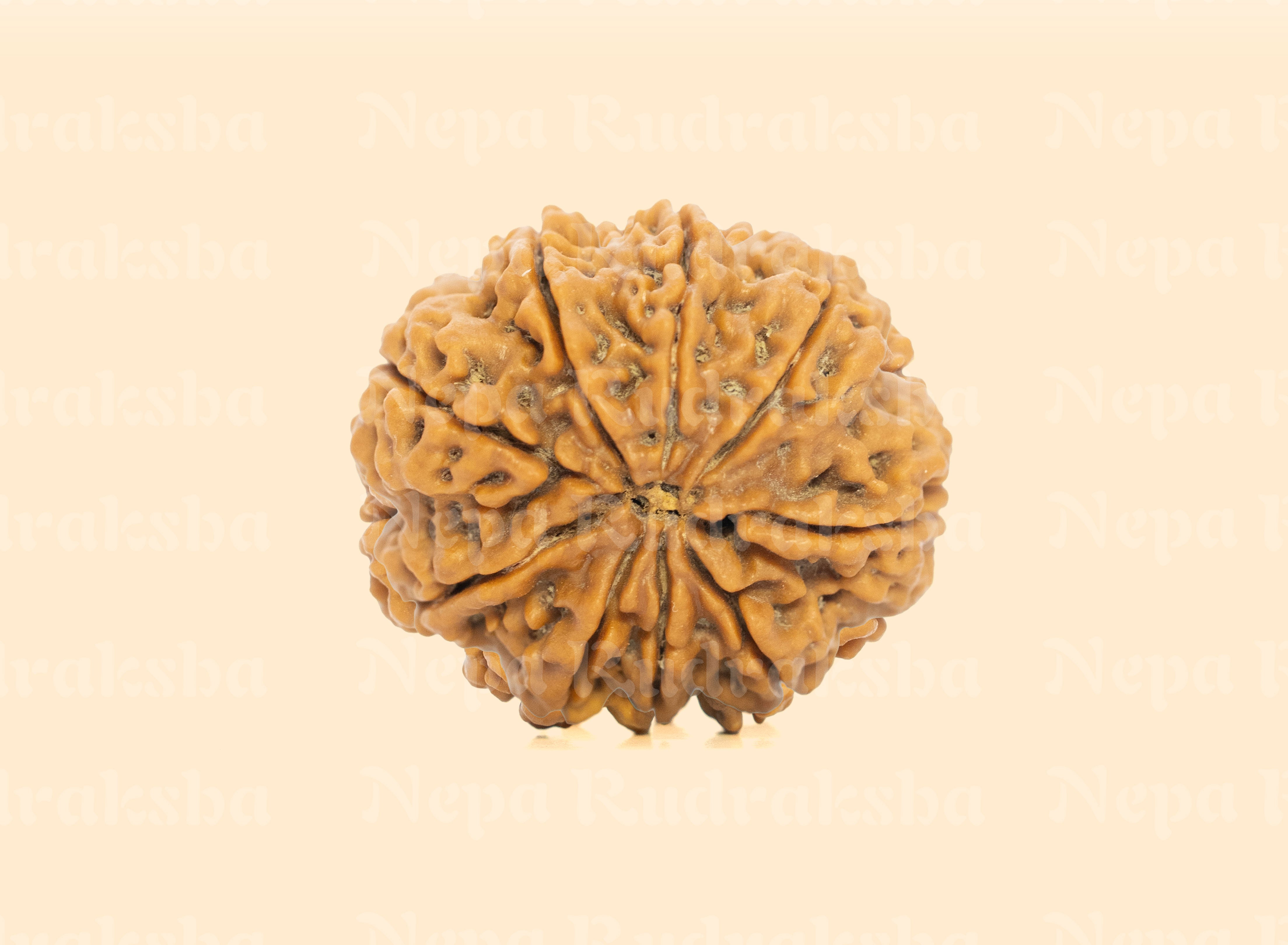 9 Mukhi (Collector) Rudraksha