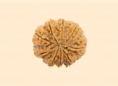 9 Mukhi (Collector) Rudraksha