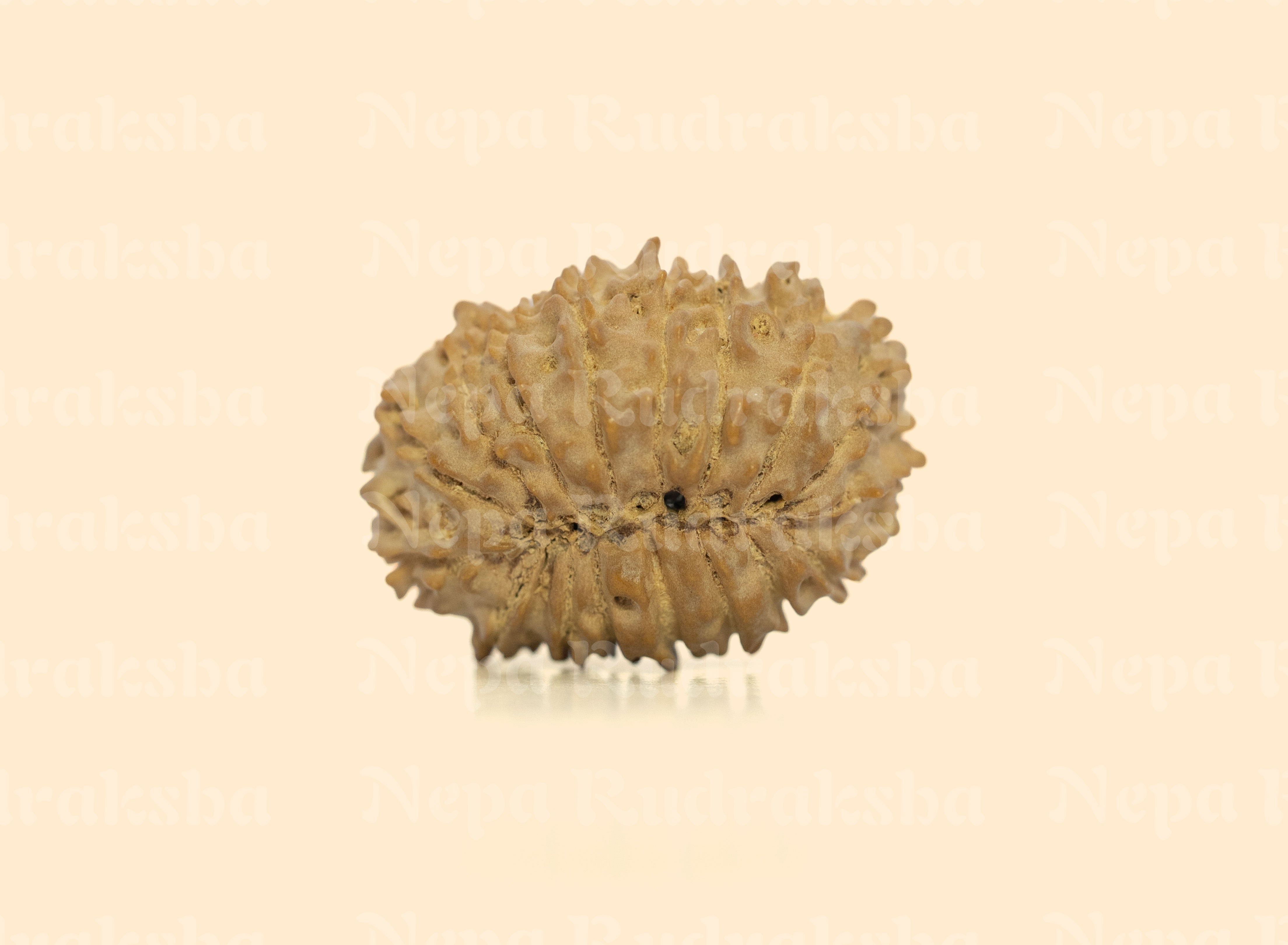 17 Mukhi (Regular) Rudraksha