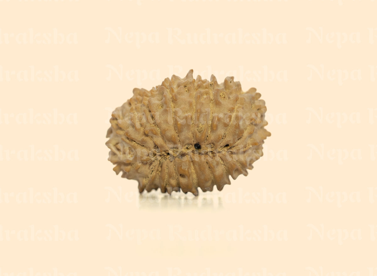 17 Mukhi (Regular) Rudraksha