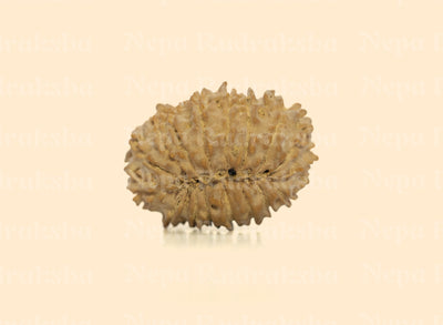 17 Mukhi (Regular) Rudraksha