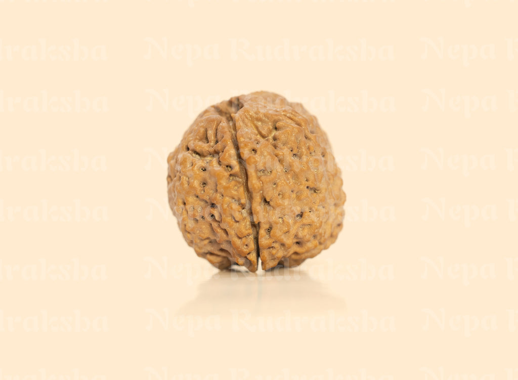 Nepali 1 Mukhi Round (Under-Developed)