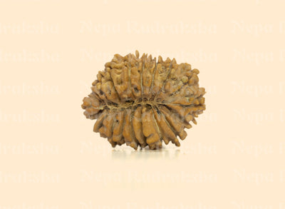 18 Mukhi Rudraksha