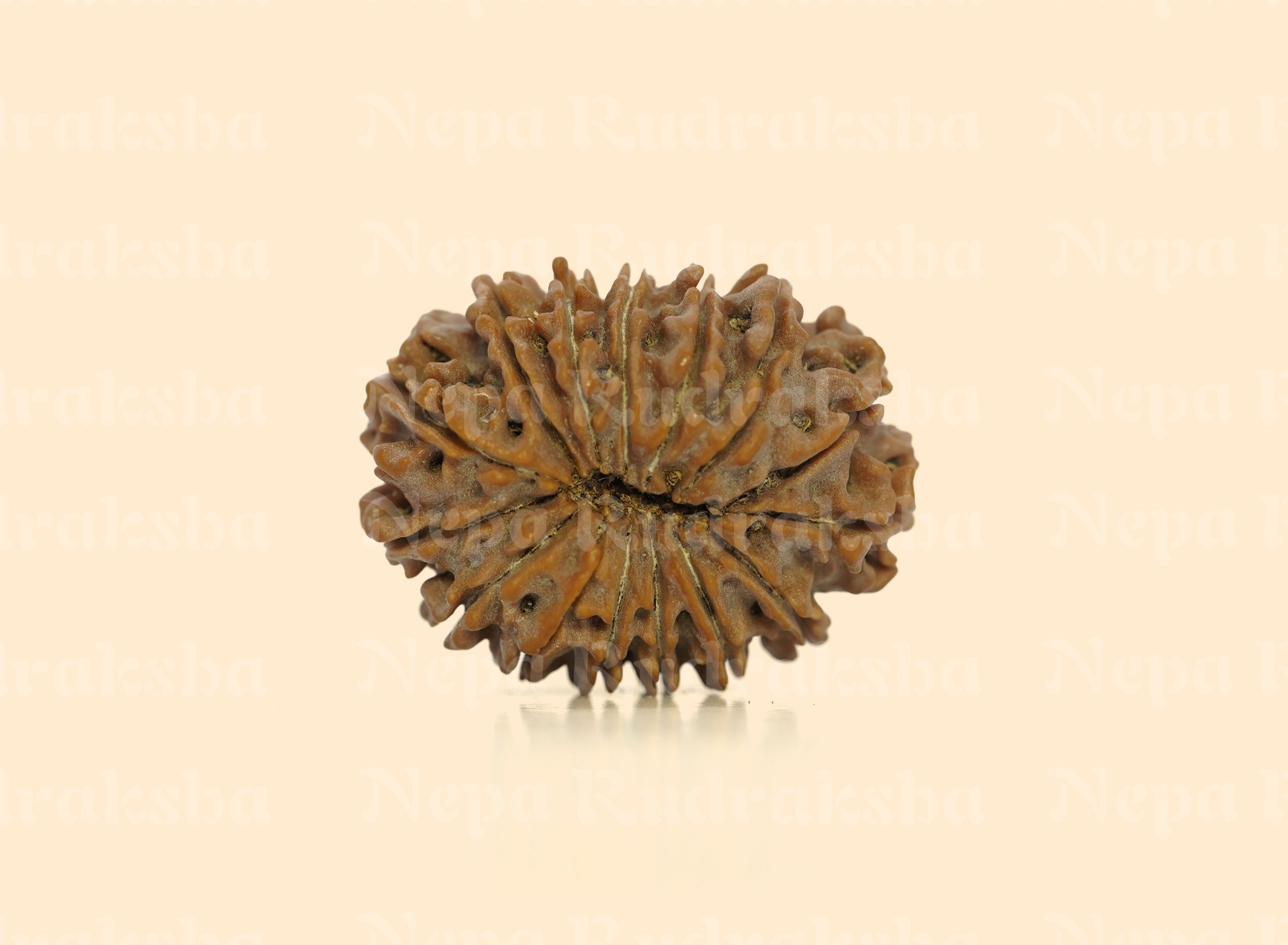 15 Mukhi (Medium) Rudraksha