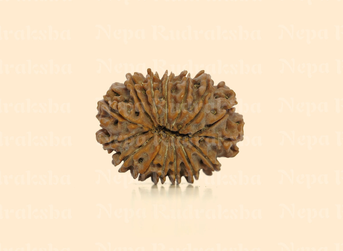 15 Mukhi (Medium) Rudraksha