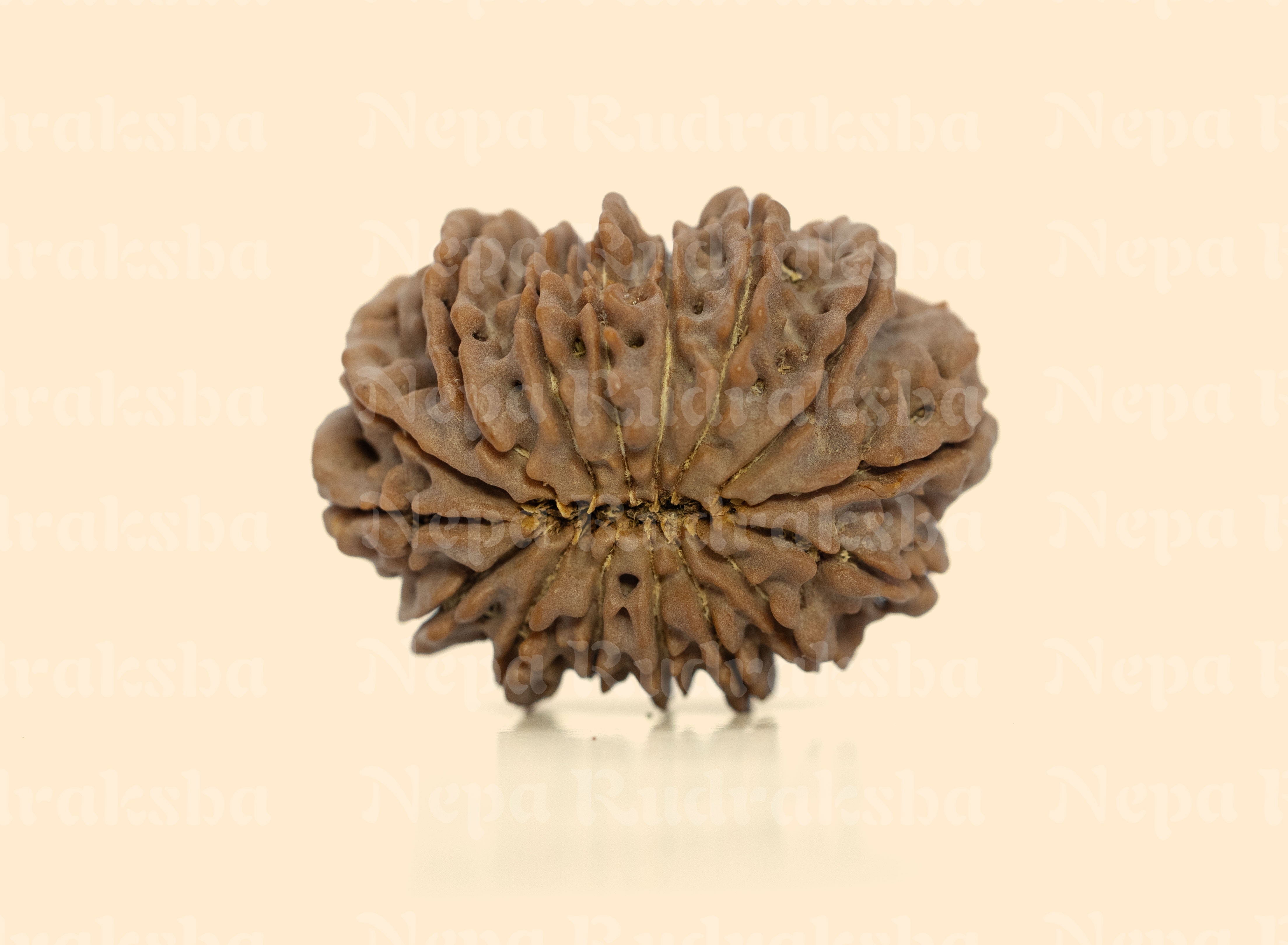 16 Mukhi (Super Collector) Rudraksha