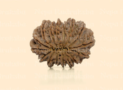 16 Mukhi (Super Collector) Rudraksha