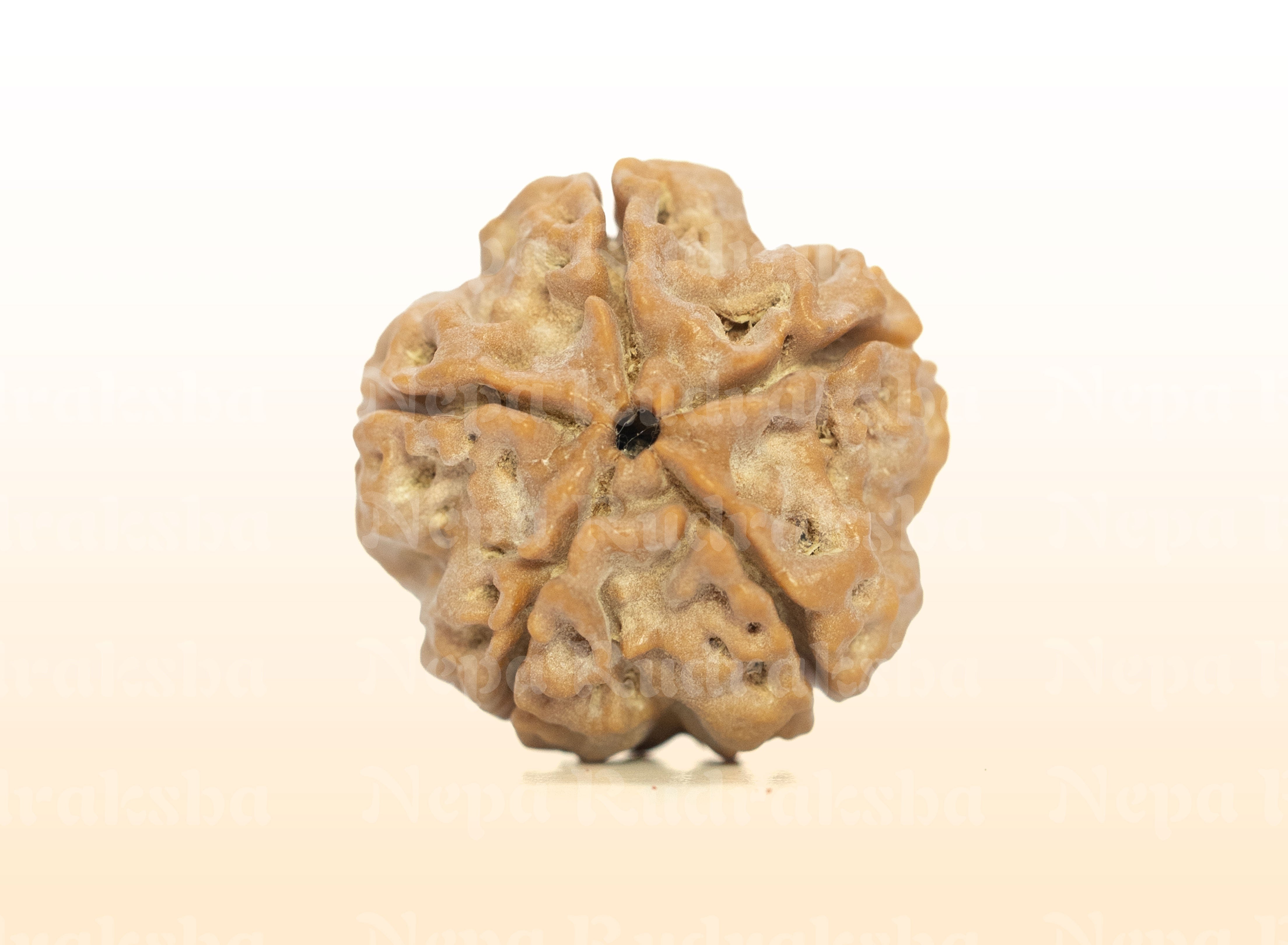 5 Mukhi (Regular) Rudraksha