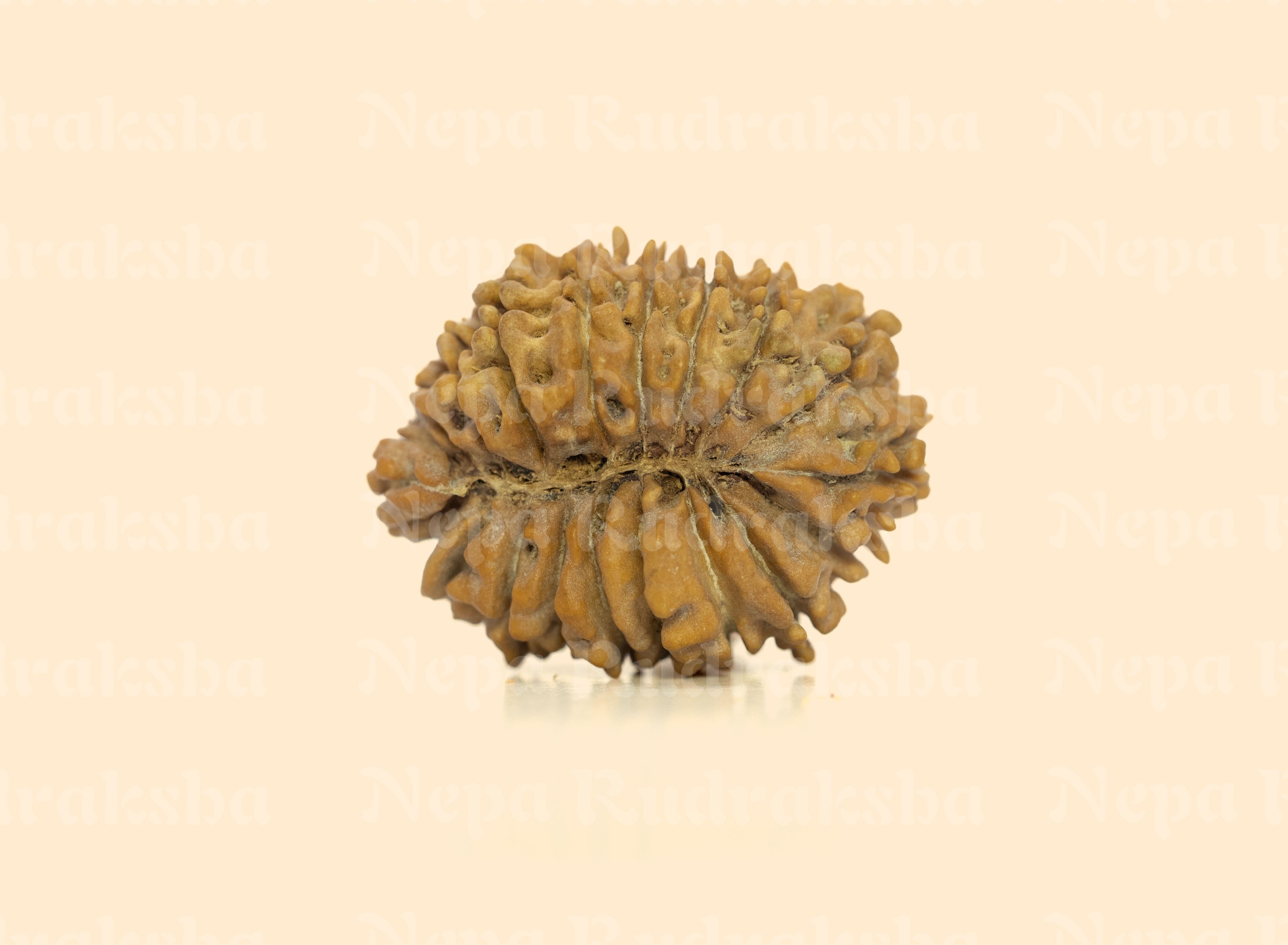 18 Mukhi (Regular) Rudraksha