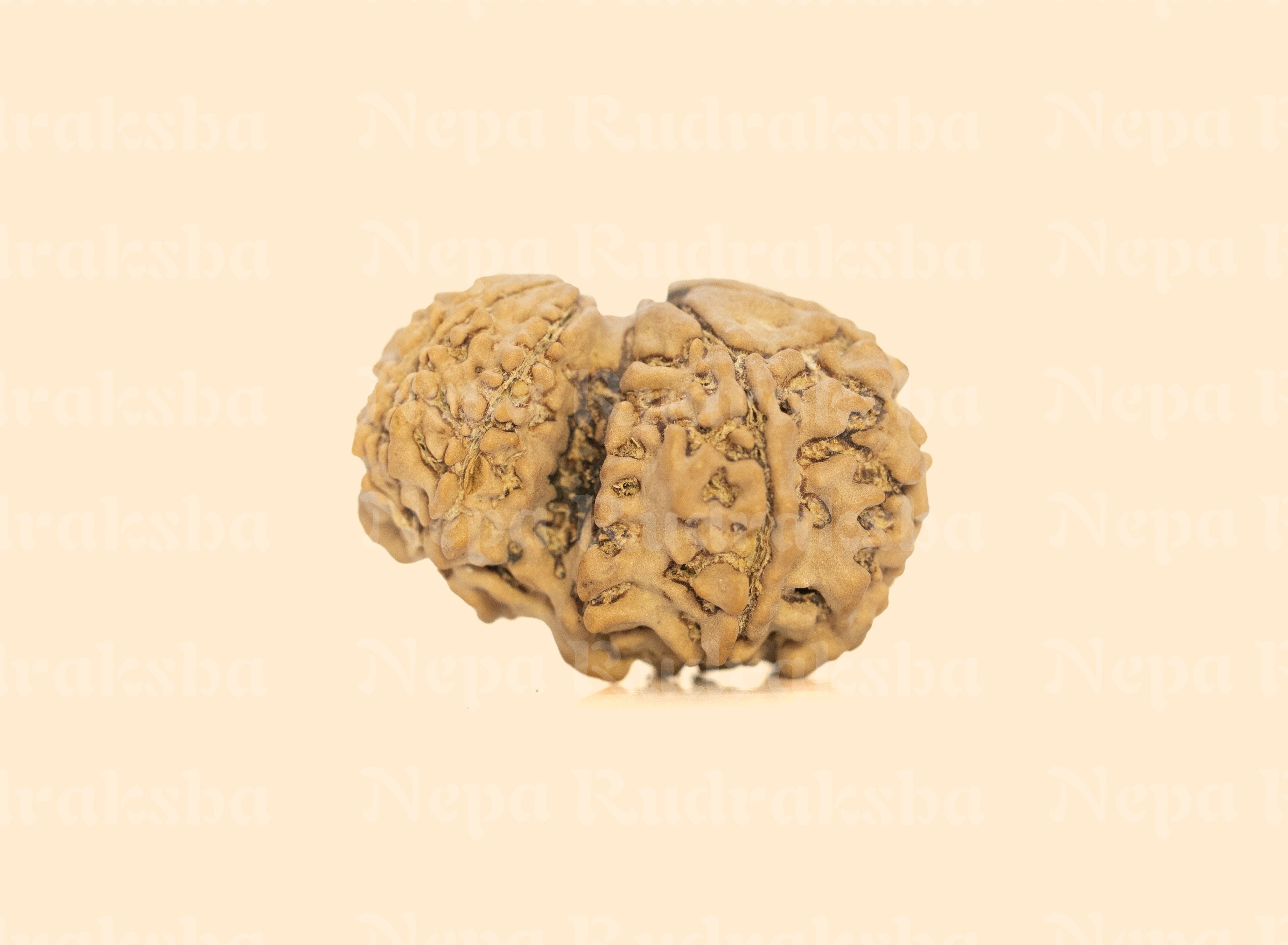 Garbha Gauri Rudraksha