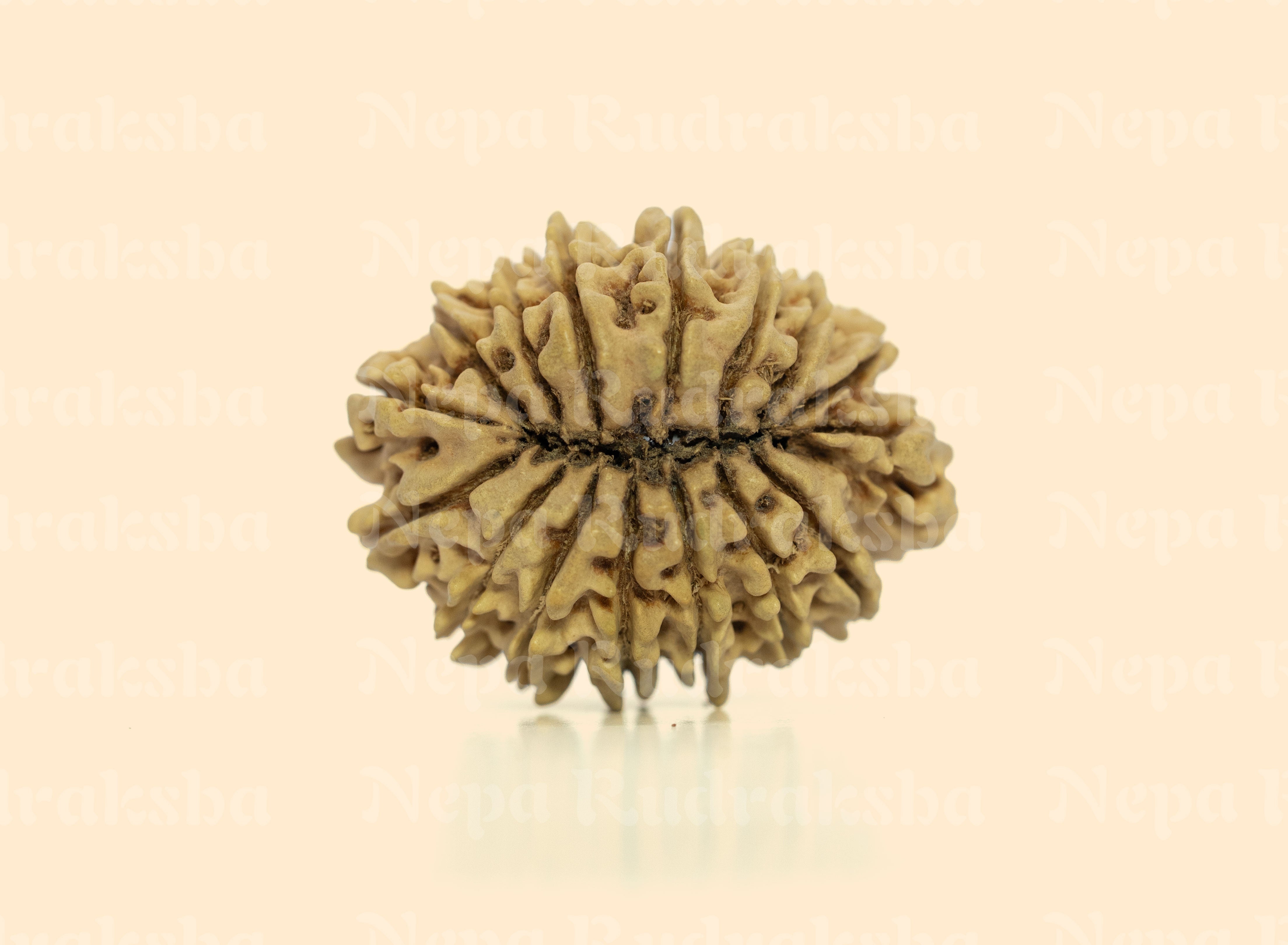 16 Mukhi (Collector) Rudraksha
