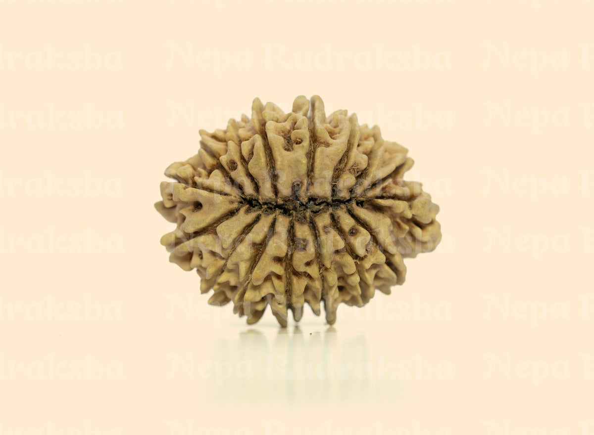 16 Mukhi (Collector) Rudraksha