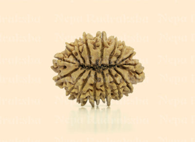 16 Mukhi (Collector) Rudraksha
