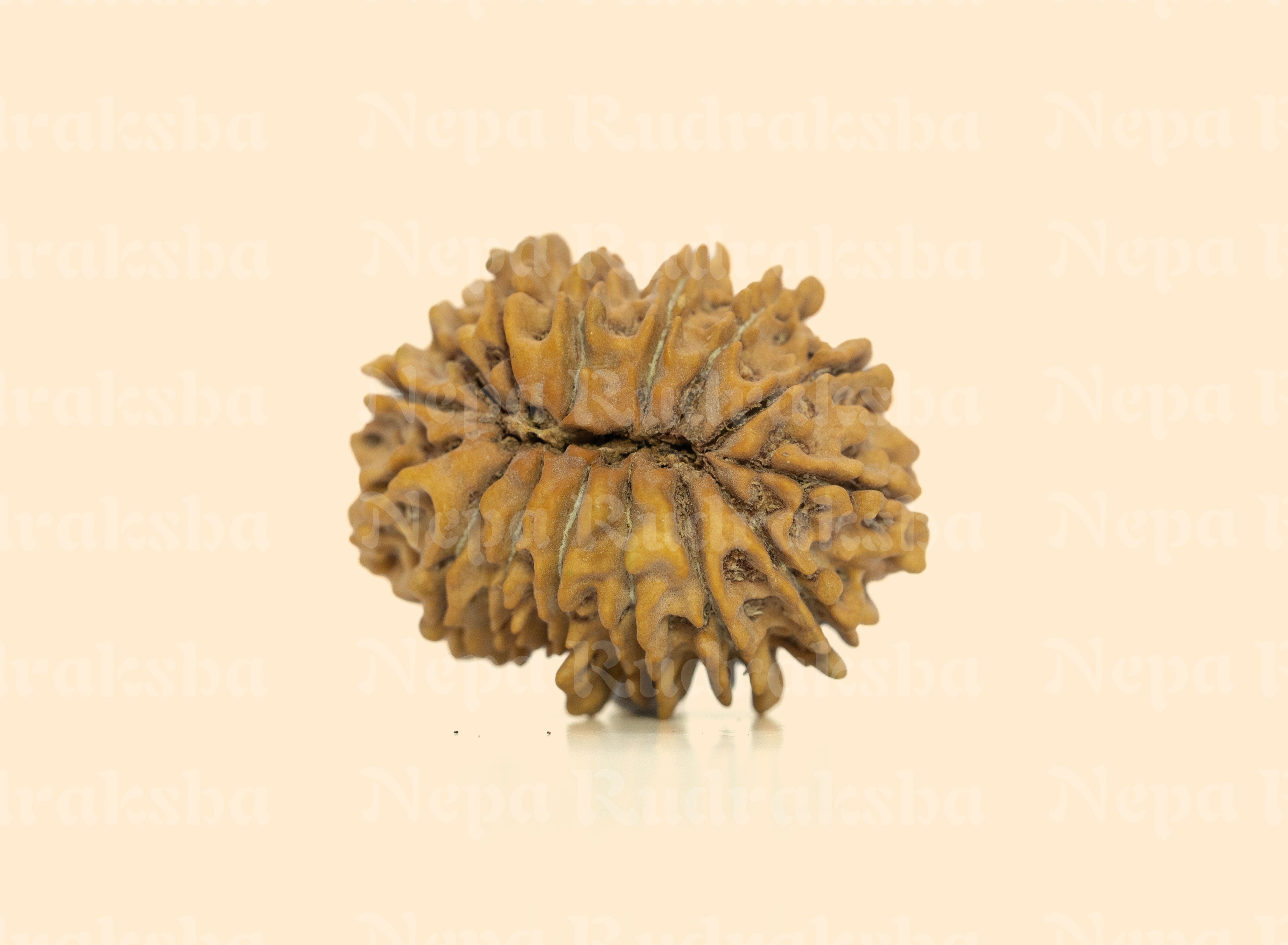 15 Mukhi (Collector)
