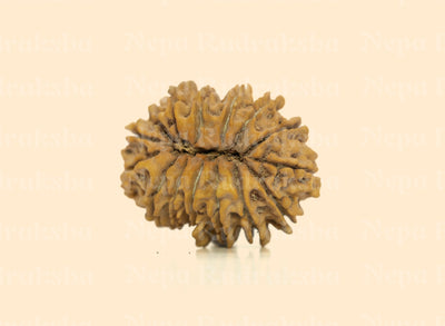 15 Mukhi (Collector)