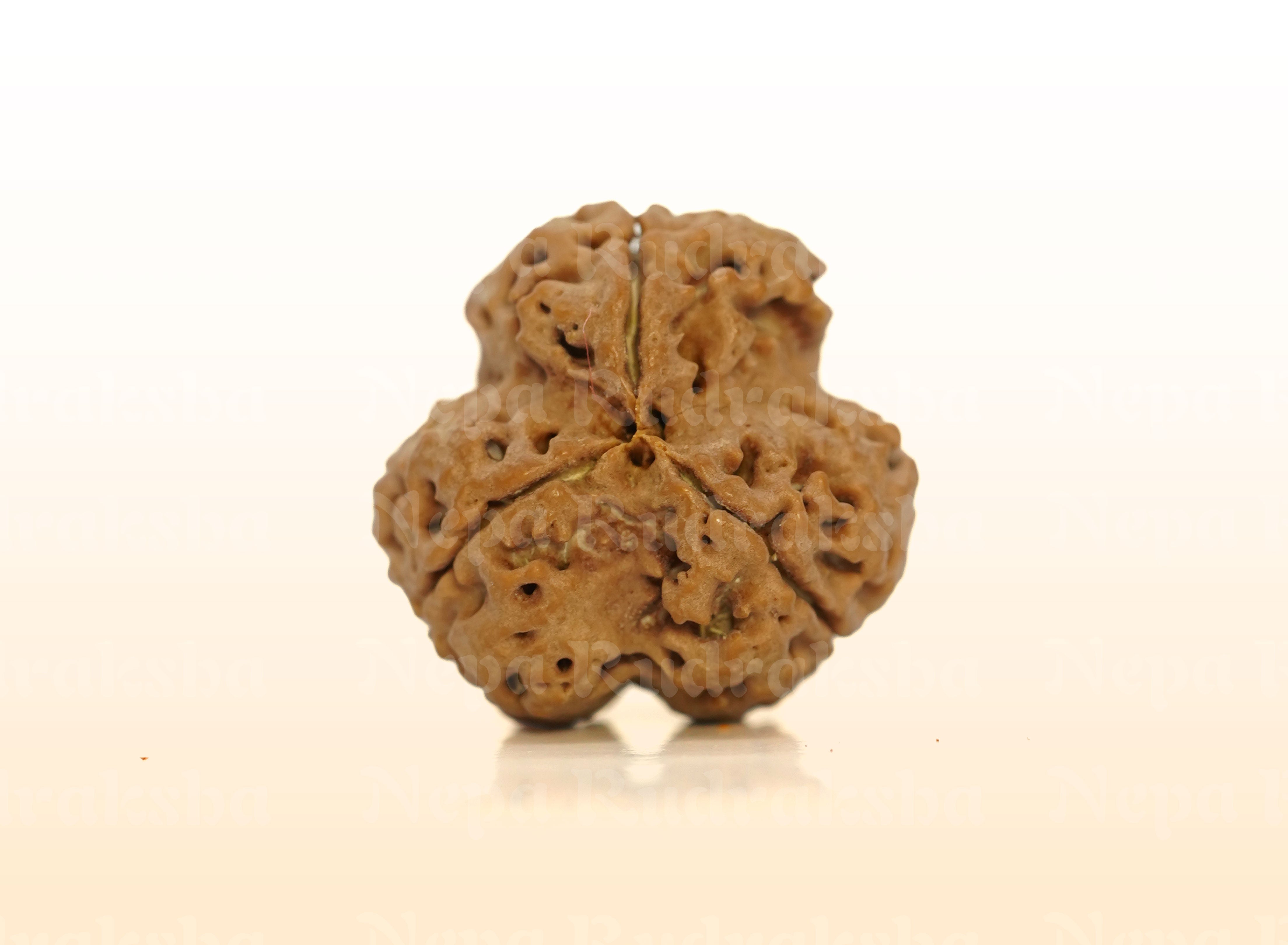 3 Mukhi (Collector) Rudraksha