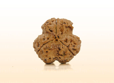 3 Mukhi (Collector) Rudraksha