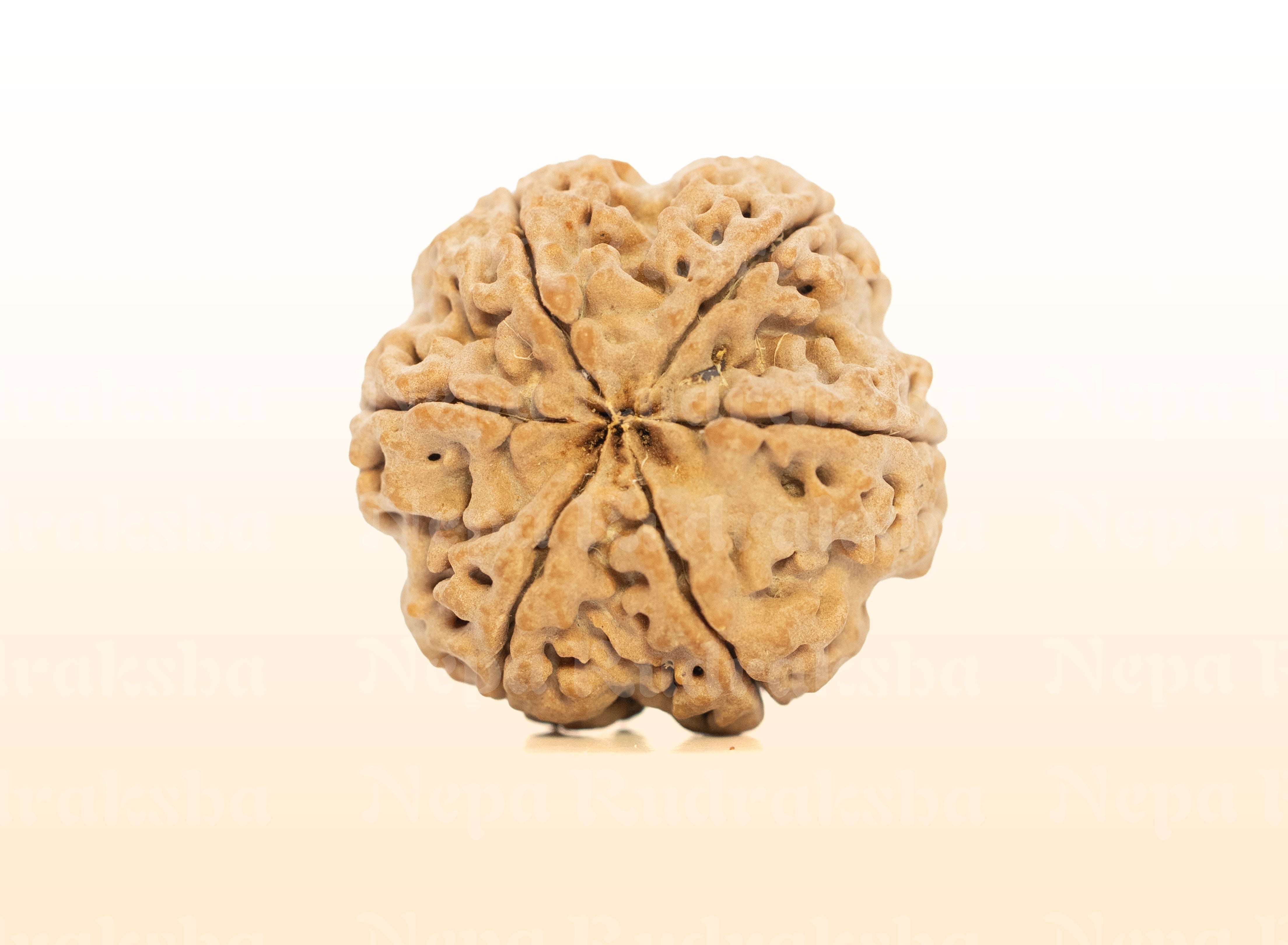 6 Mukhi (Super Collector) Rudraksha
