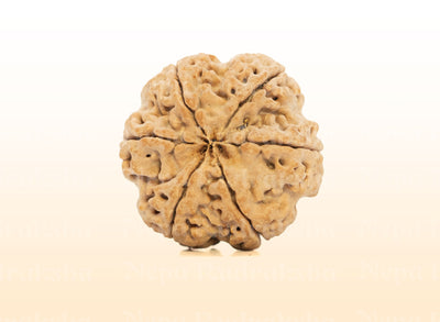 6 Mukhi (Super Collector) Rudraksha