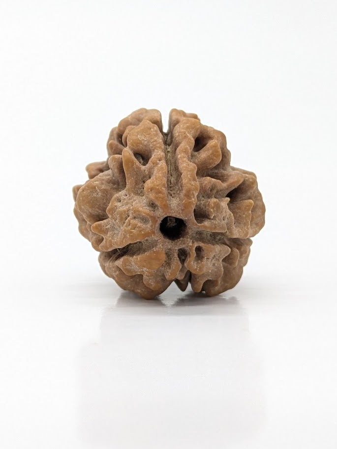 3 Mukhi (Super Collector) Rudraksha