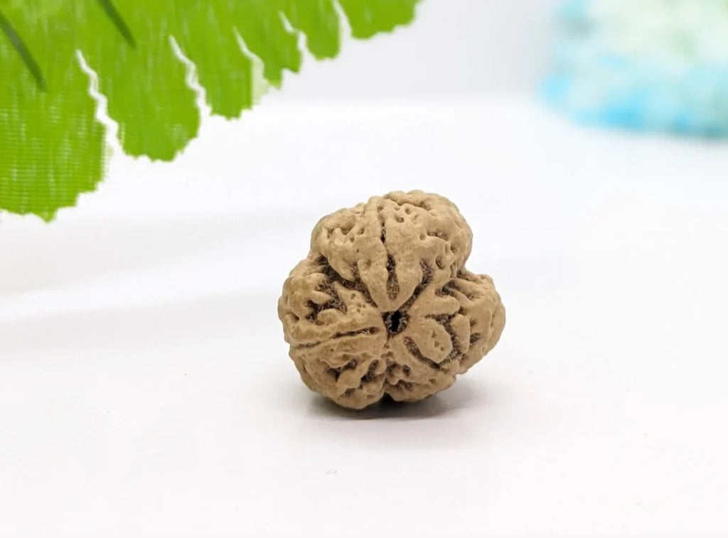 Collector sized nepali 3 mukhi rudraksha