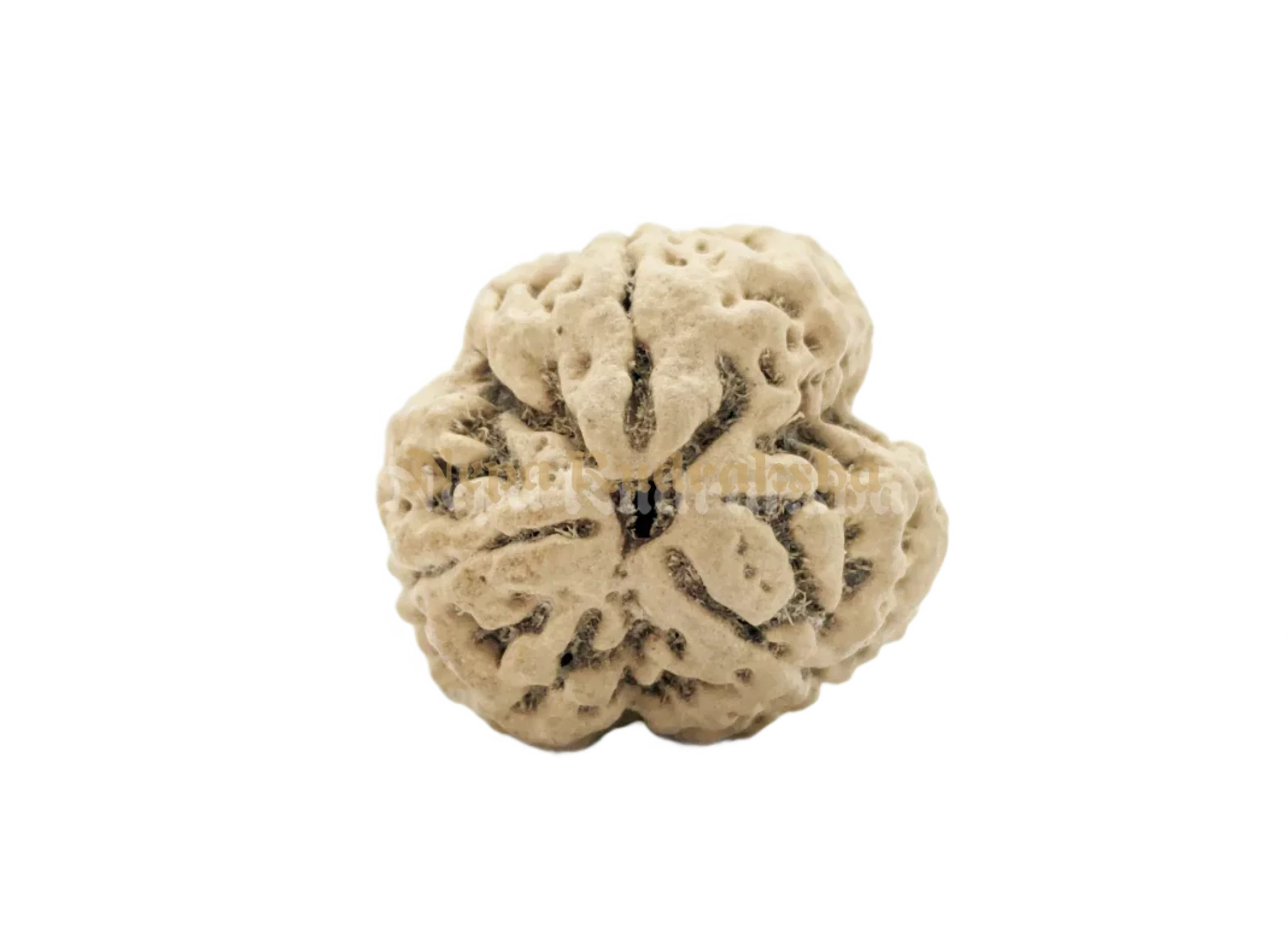 3 Mukhi (Collector) Rudraksha