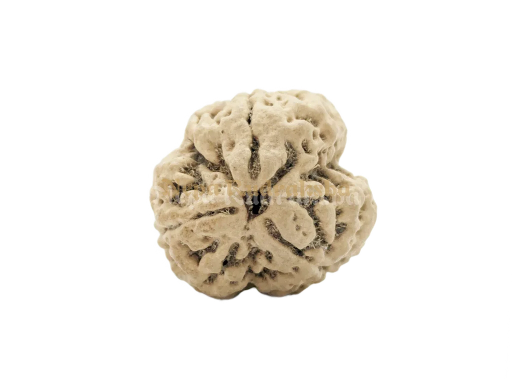 Collector sized 3 mukhi nepali rudraksha