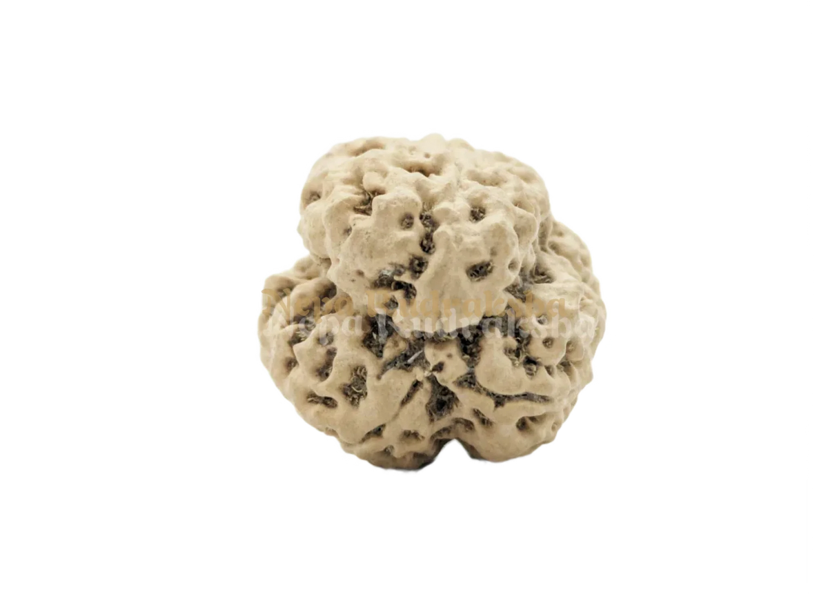 3 Mukhi (Collector) Rudraksha